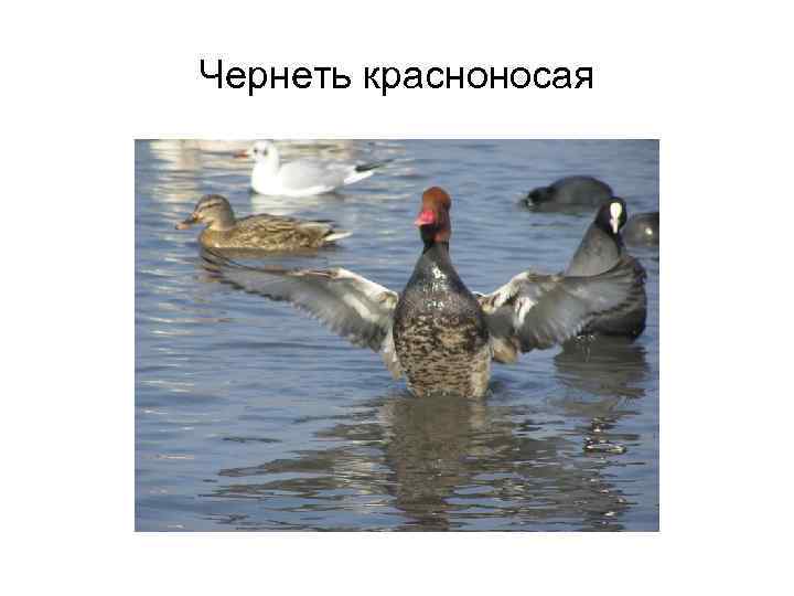 Чернеть красноносая 