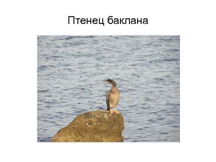 Птенец баклана 