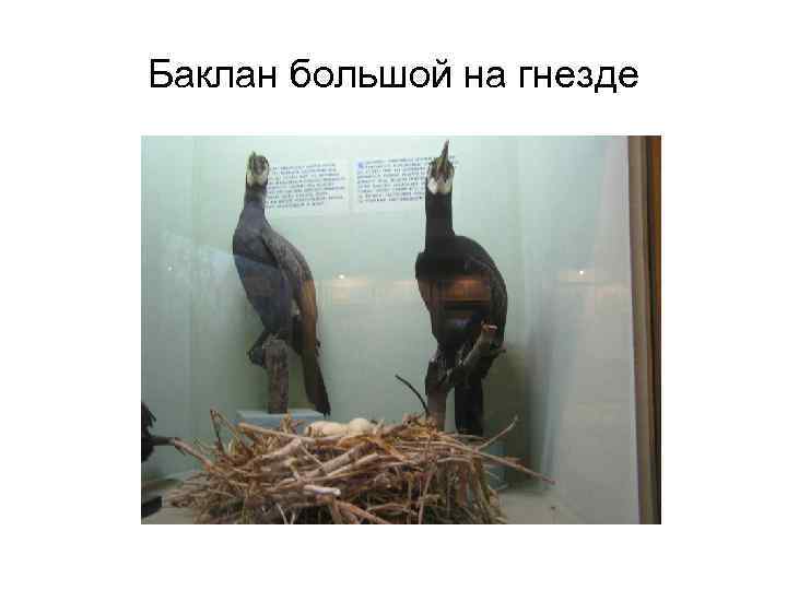 Баклан большой на гнезде 