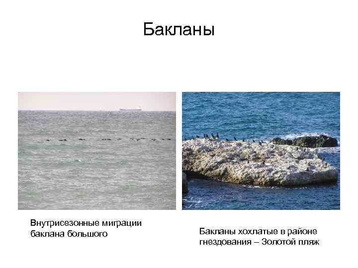Бакланы Внутрисезонные миграции баклана большого Бакланы хохлатые в районе гнездования – Золотой пляж 
