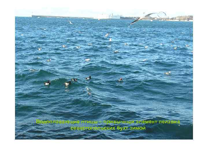 Водоплавающие птицы – привычный элемент пейзажа севастопольских бухт зимой 
