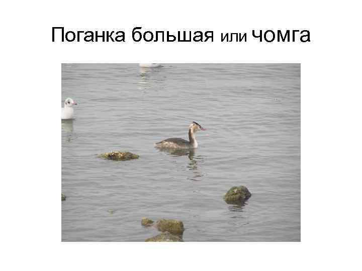 Поганка большая или чомга 