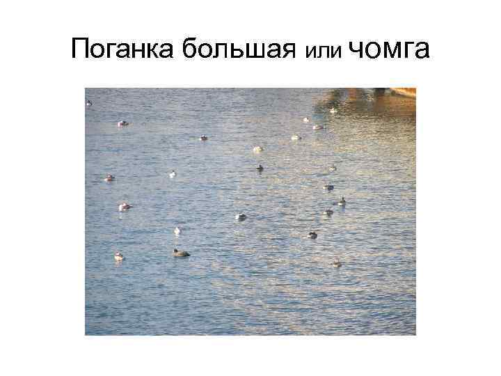 Поганка большая или чомга 