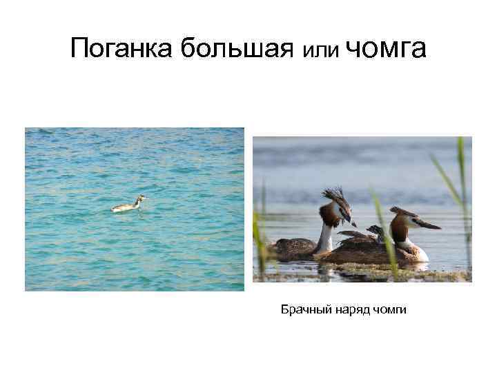 Поганка большая или чомга Брачный наряд чомги 