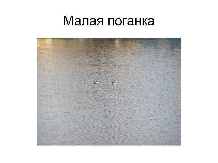 Малая поганка 