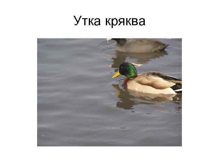 Утка кряква 