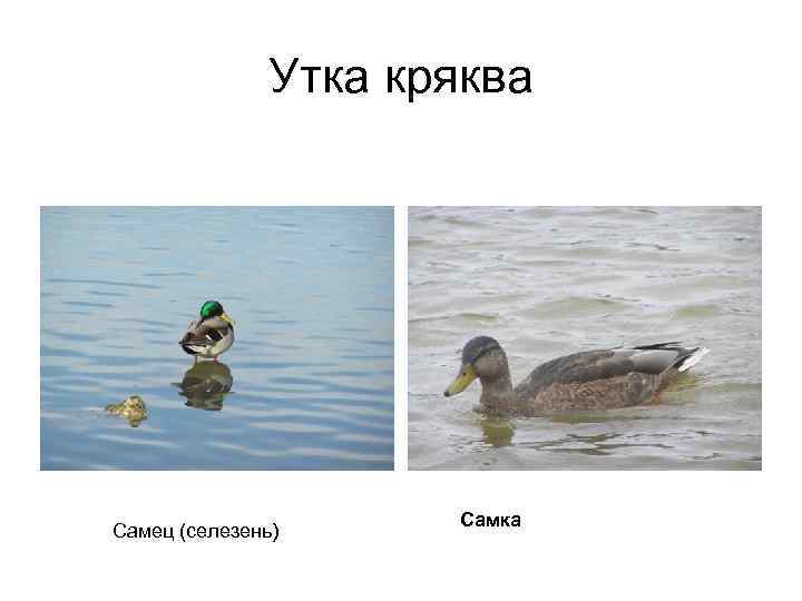 Утка кряква Самец (селезень) Самка 