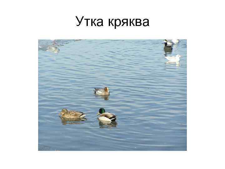 Утка кряква 