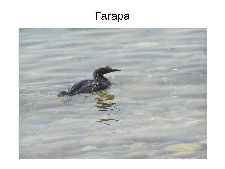 Гагара 