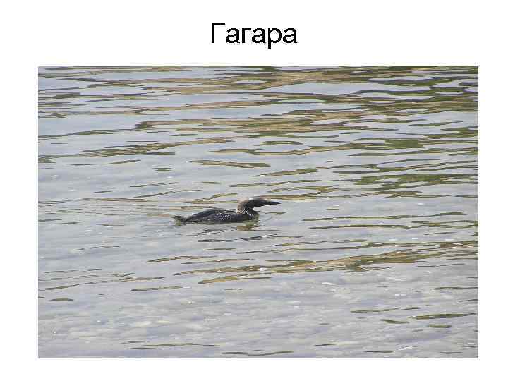 Гагара 