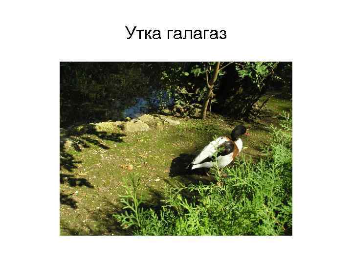 Утка галагаз 