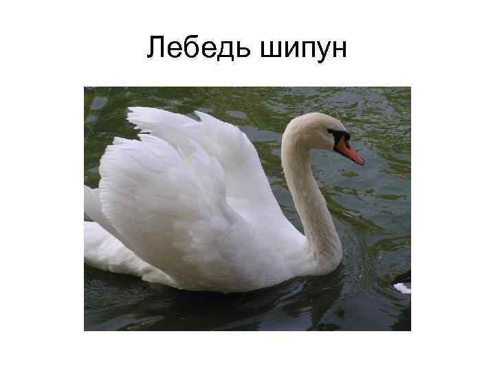 Лебедь шипун 