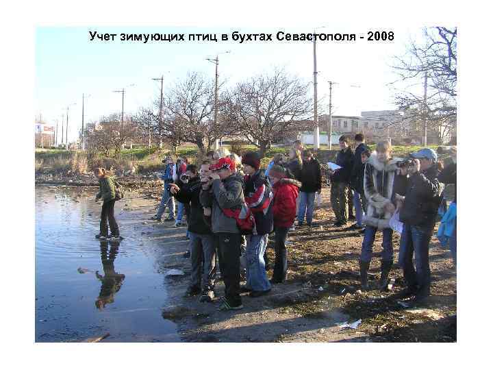 Учет зимующих птиц в бухтах Севастополя - 2008 