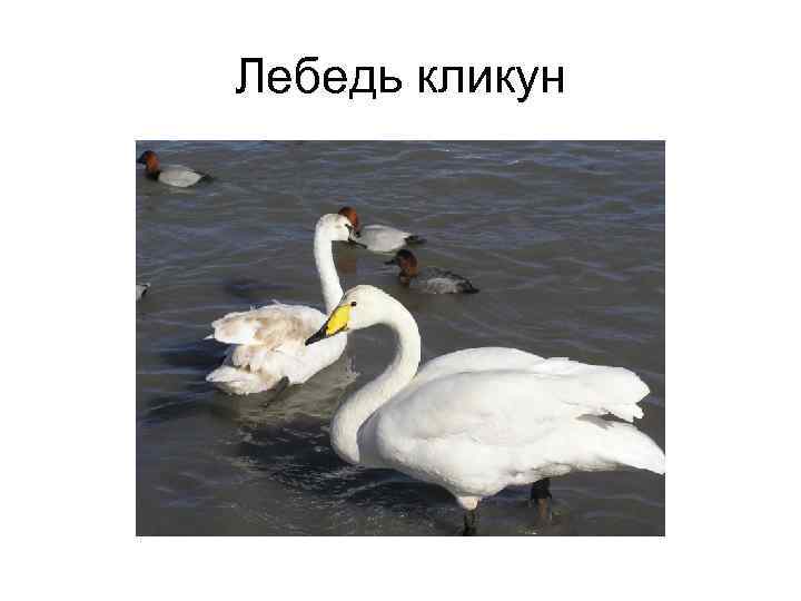Лебедь кликун 