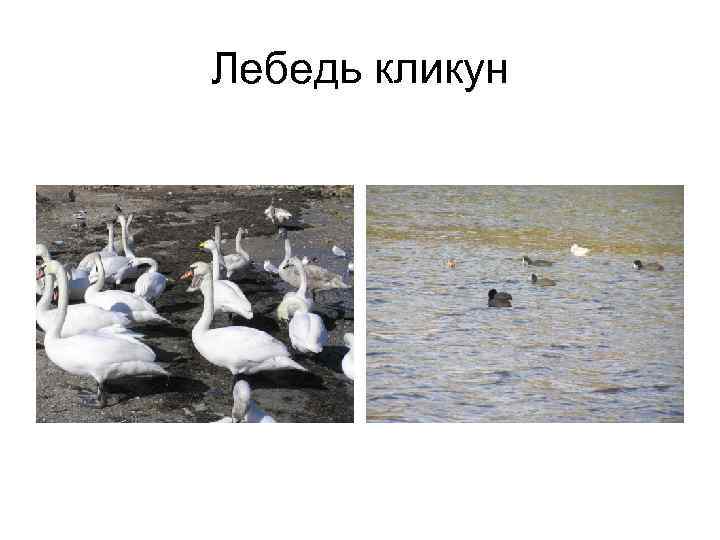 Лебедь кликун 
