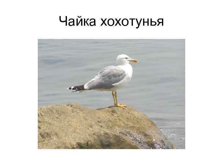 Чайка хохотунья 