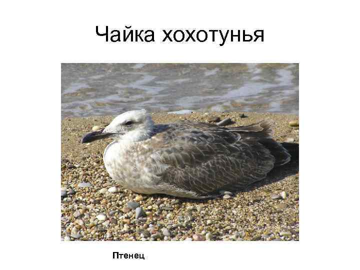 Чайка хохотунья Птенец 