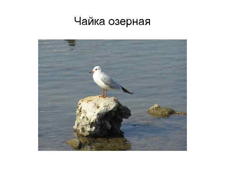 Чайка озерная 