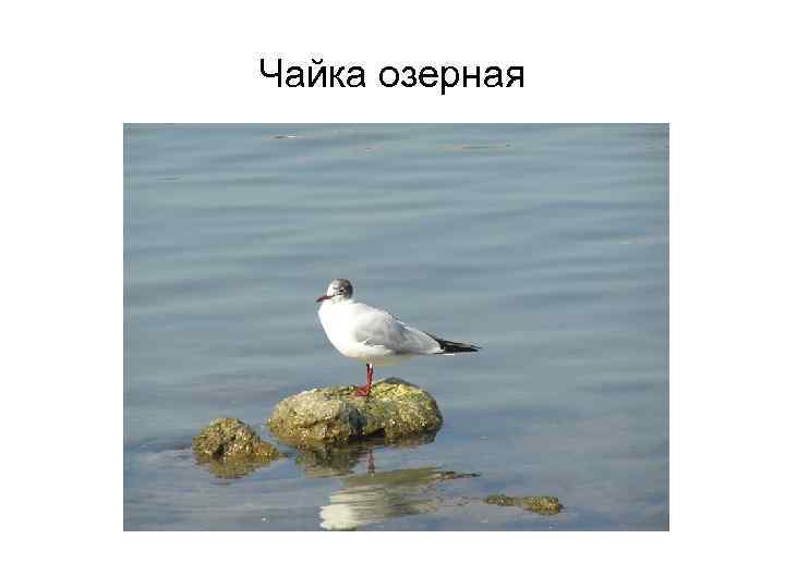 Чайка озерная 
