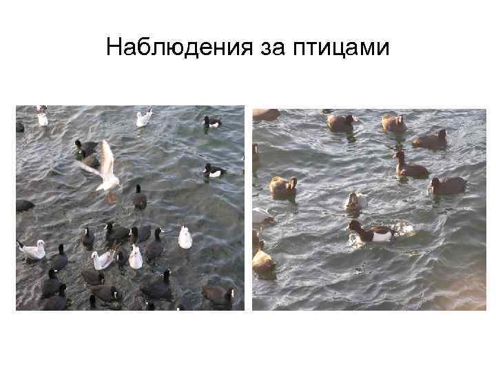 Наблюдения за птицами 