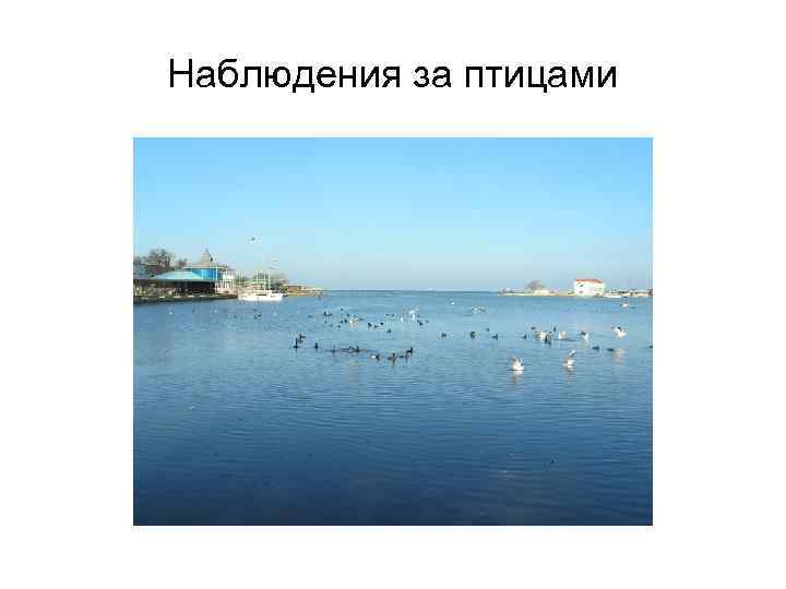 Наблюдения за птицами 