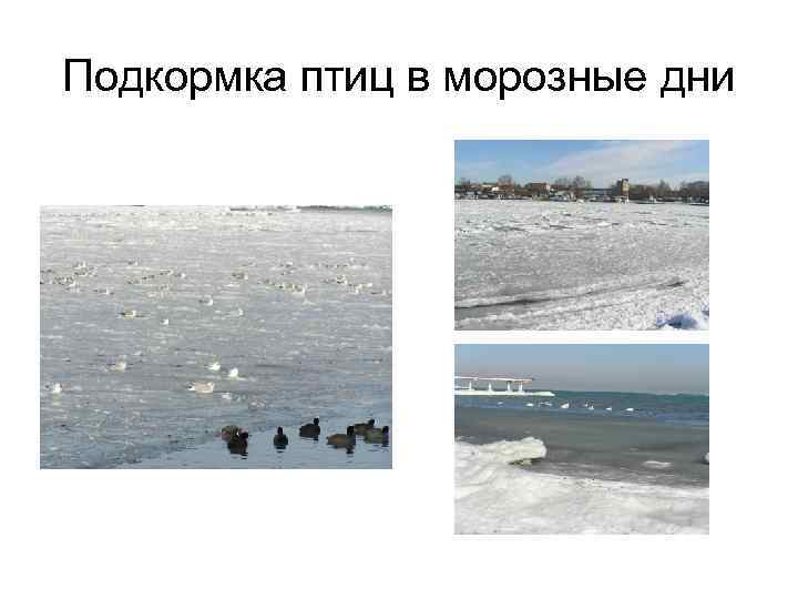 Подкормка птиц в морозные дни 