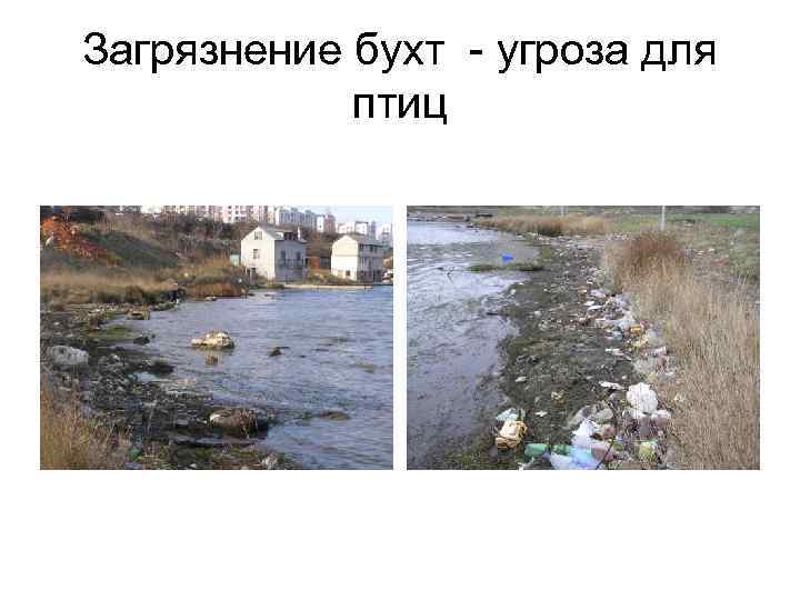 Загрязнение бухт - угроза для птиц 