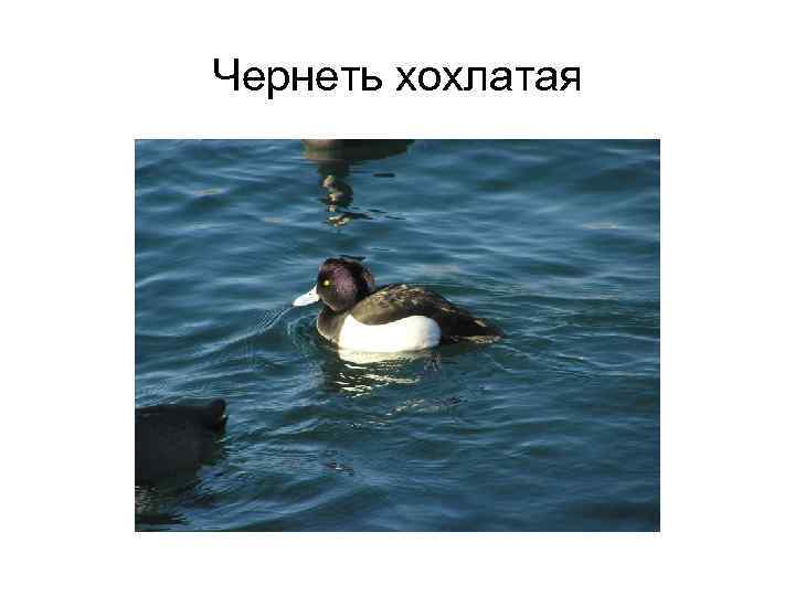 Чернеть хохлатая 