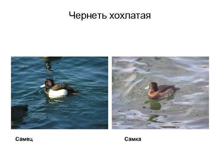 Чернеть хохлатая Самец Самка 