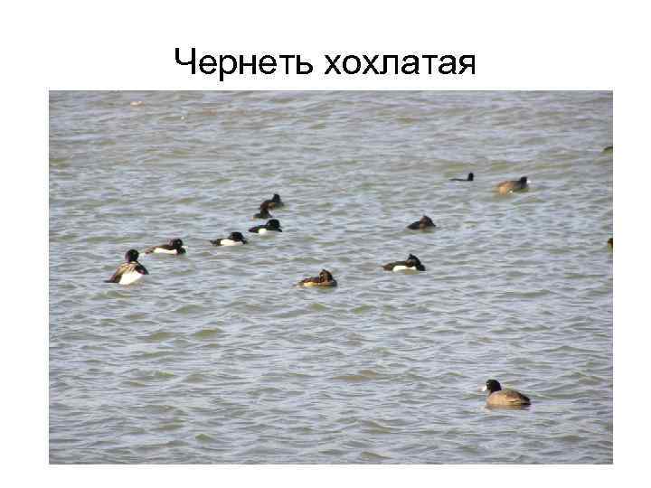 Чернеть хохлатая 