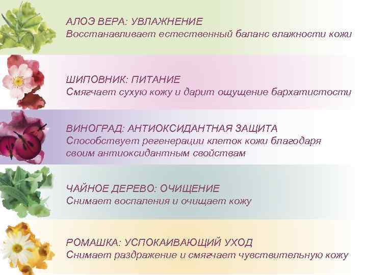 АЛОЭ ВЕРА: УВЛАЖНЕНИЕ Восстанавливает естественный баланс влажности кожи ШИПОВНИК: ПИТАНИЕ Смягчает сухую кожу и