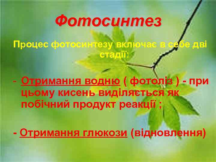Фотосинтез Процес фотосинтезу включає в себе дві стадії: - Отримання водню ( фотоліз )