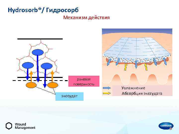 Hydrosorb®/ Гидросорб Механизм действия раневая поверхность экссудат Увлажнение Абсорбция экссудата 