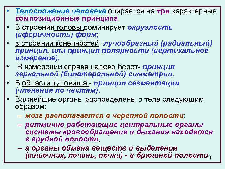  • Телосложение человека опирается на три характерные композиционные принципа. • В строении головы