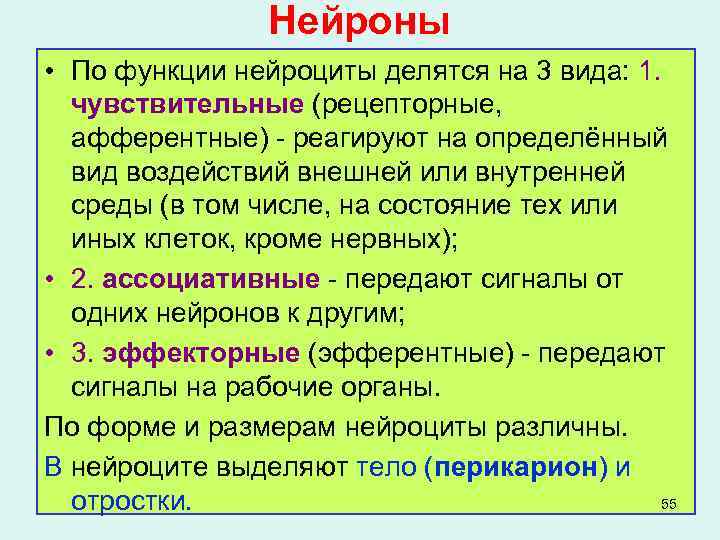 Нейроны • По функции нейроциты делятся на 3 вида: 1. чувствительные (рецепторные, афферентные) -