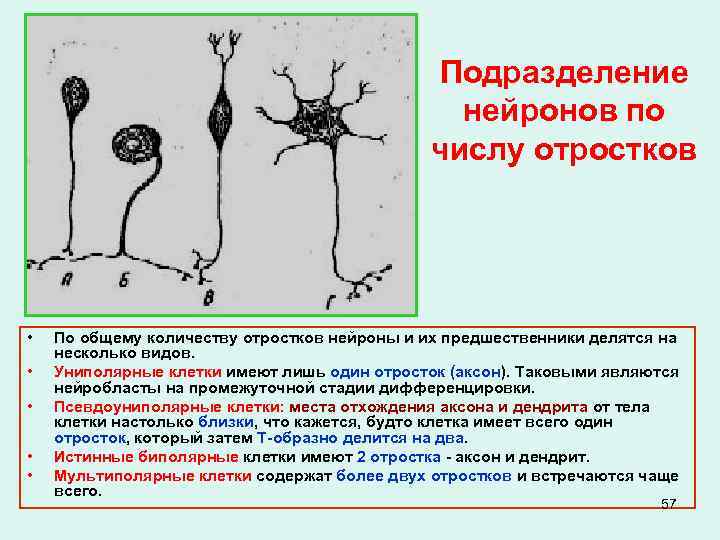 Подразделение нейронов по числу отростков • • • По общему количеству отростков нейроны и