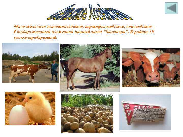 Мясо-молочное животноводство, картофелеводство, коневодство Государственный племенной конный завод 