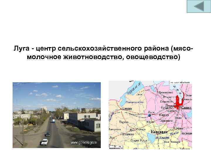 Луга - центр сельскохозяйственного района (мясомолочное животноводство, овощеводство) 