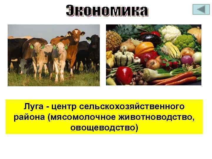 Луга - центр сельскохозяйственного района (мясомолочное животноводство, овощеводство) 