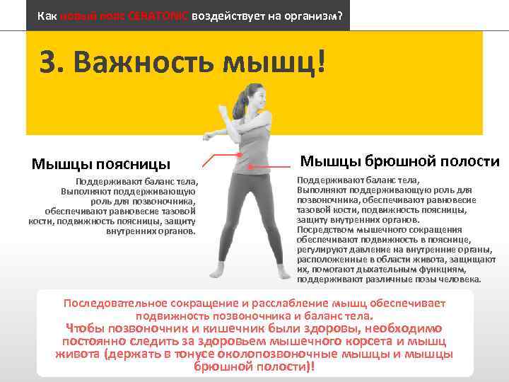 Как новый пояс CERATONIC воздействует на организм? 3. Важность мышц! Мышцы поясницы Мышцы брюшной