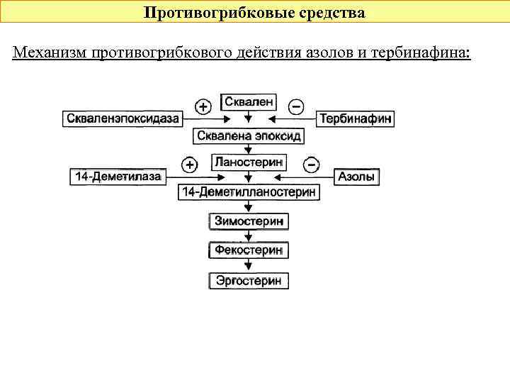 Противогрибковые средства Механизм противогрибкового действия азолов и тербинафина: 