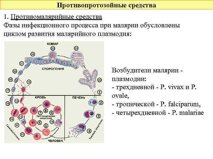 Противопротозойные средства 1. Противомалярийные средства Фазы инфекционного процесса при малярии обусловлены циклом развития малярийного