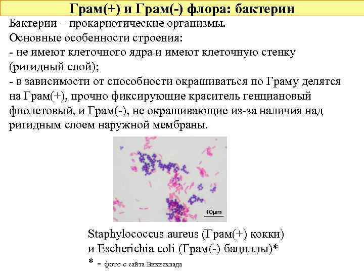 Грам(+) и Грам(-) флора: бактерии Бактерии – прокариотические организмы. Основные особенности строения: - не