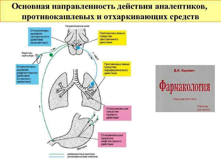 Основная направленность действия аналептиков, противокашлевых и отхаркивающих средств 