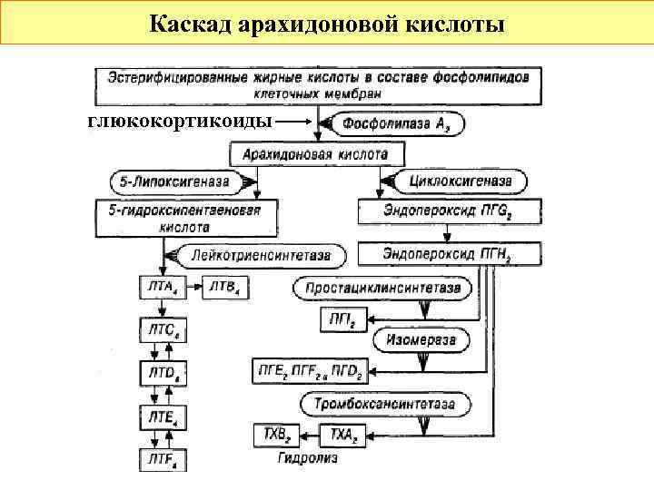 Каскад арахидоновой кислоты глюкокортикоиды 