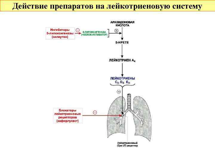 Действие препаратов на лейкотриеновую систему 