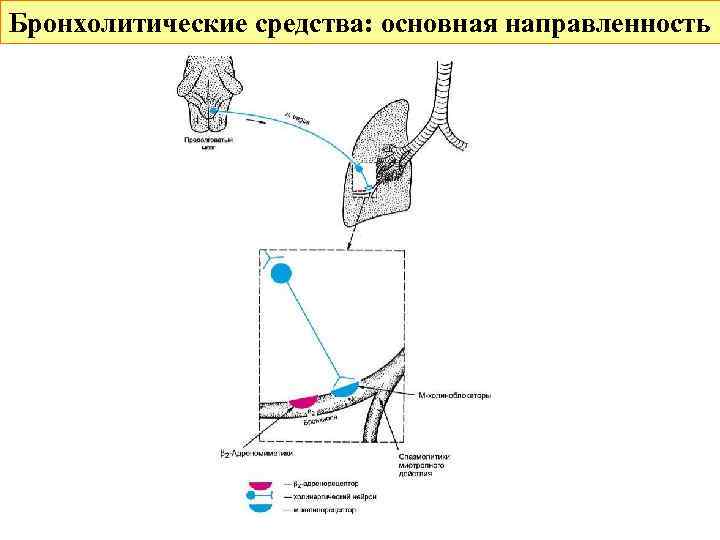 Бронхолитические средства: основная направленность 