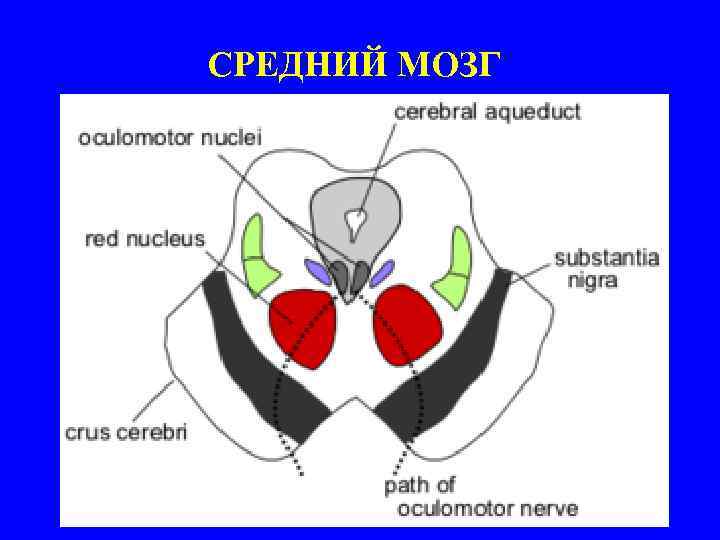 СРЕДНИЙ МОЗГ 