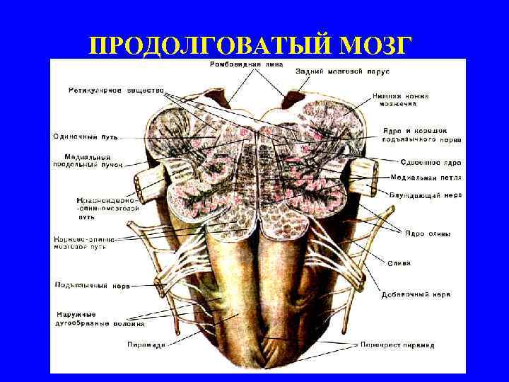 ПРОДОЛГОВАТЫЙ МОЗГ 