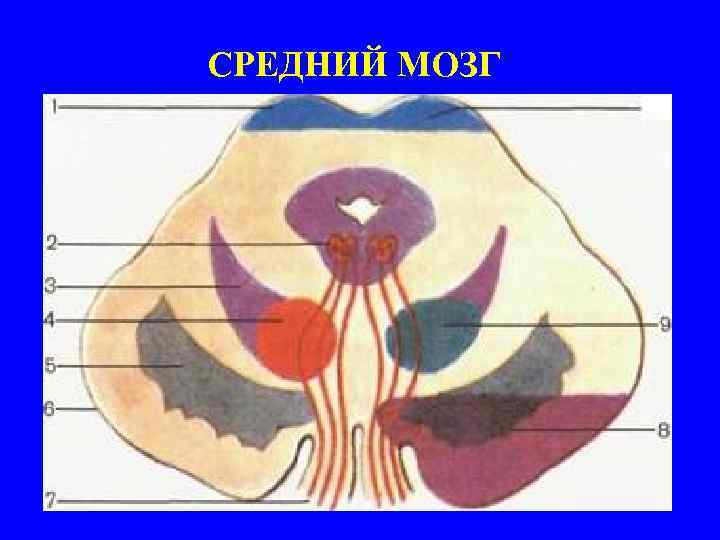 СРЕДНИЙ МОЗГ 